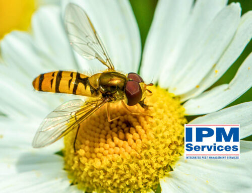 Hover Flies (aka Sweat Bees): Identification, Behavior, and Benefits