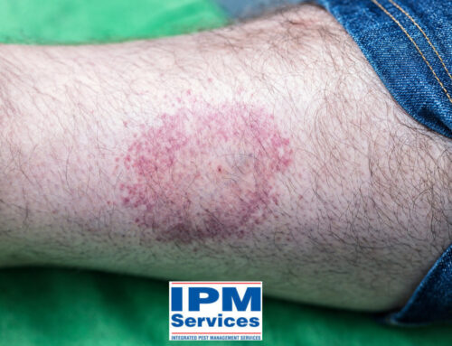 Common Bugs and the Illnesses They Cause