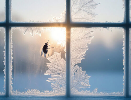 Winter Pest Prevention: Keeping Pests Out in the Cold