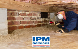 Termite Treatment