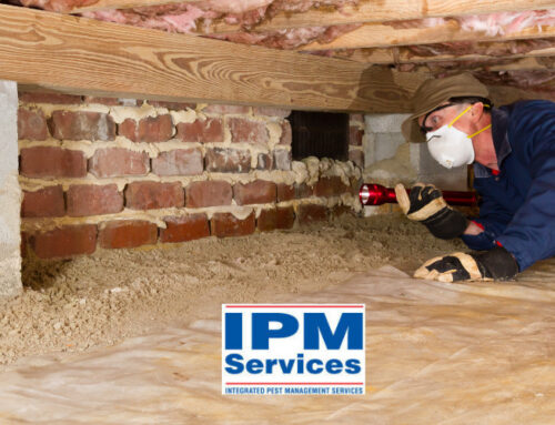 Why Professional Termite Inspections Are a Must During Termite Season