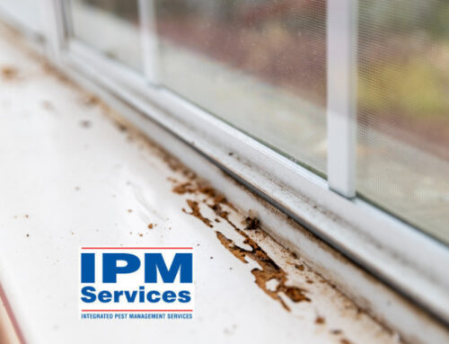 The Lifecycle of Termites: Why Spring is Their Prime Time