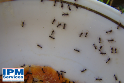 Ant Extermination in Buechel