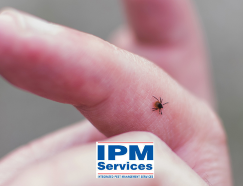 Ticks and Lyme Disease: Protecting Your Family and Pets in Kentucky